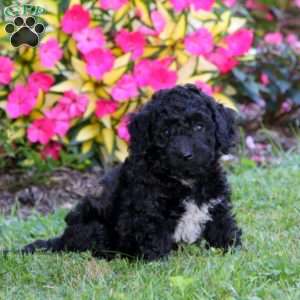 Boomer, Cockapoo Puppy