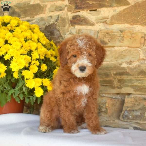 Boots, Mini Goldendoodle Puppy