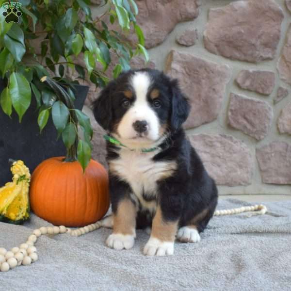 Boots, Bernese Mountain Dog Puppy