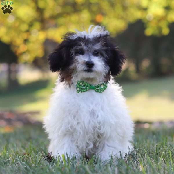 Bradley, Miniature Poodle Puppy