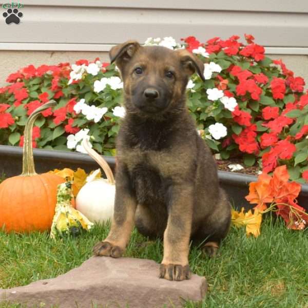 Breeze, German Shepherd Puppy