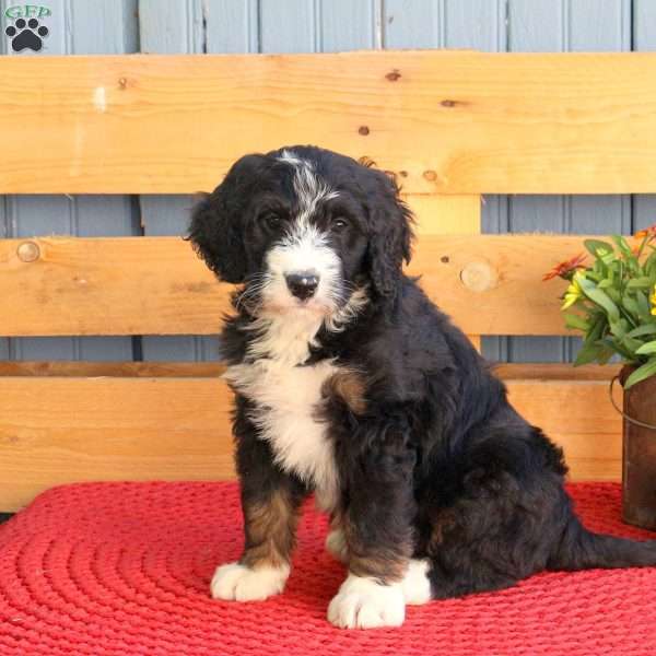 Brenda, Bernedoodle Puppy