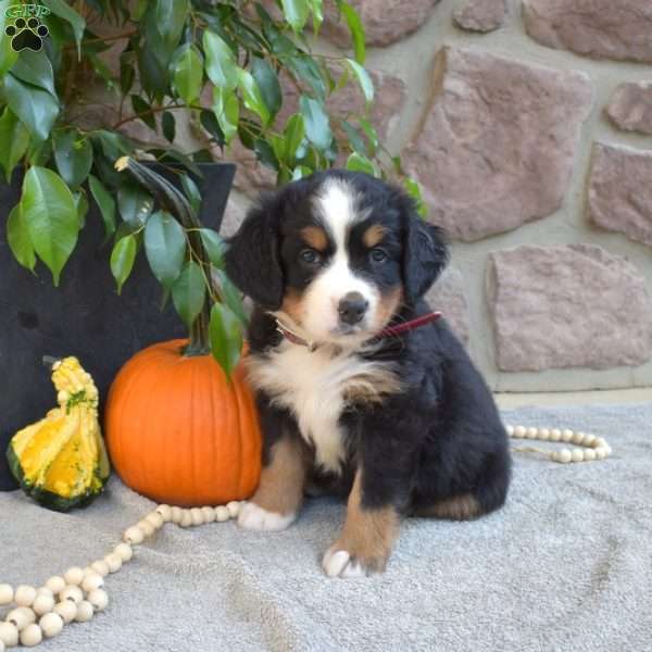 Bridget, Bernese Mountain Dog Puppy