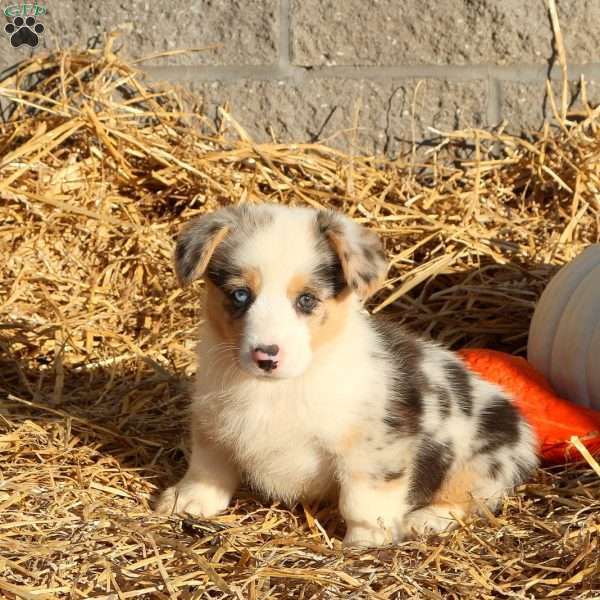 Bridgette, Pembroke Welsh Corgi Puppy