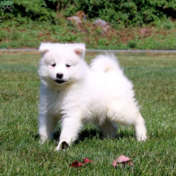 Brie, Samoyed Puppy