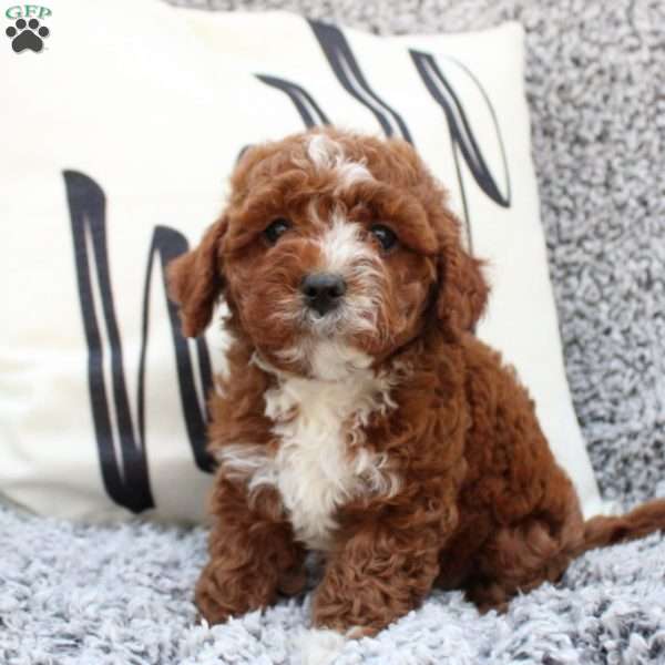 Brittany, Cavapoo Puppy