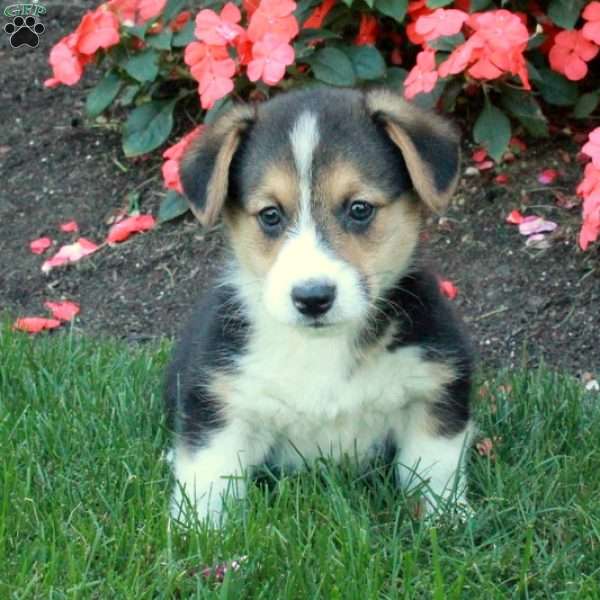 Brock, Pembroke Welsh Corgi Puppy