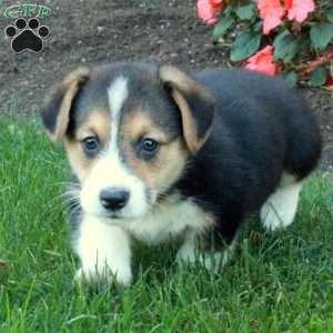 Brock, Pembroke Welsh Corgi Puppy