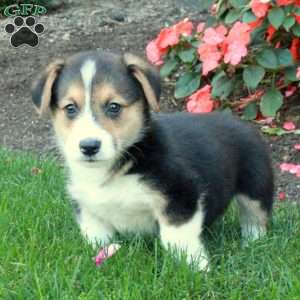 Brock, Pembroke Welsh Corgi Puppy