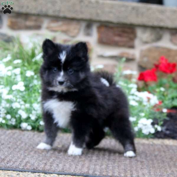 Brody, Pomeranian Mix Puppy