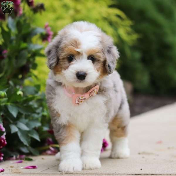 Brooke, Mini Bernedoodle Puppy