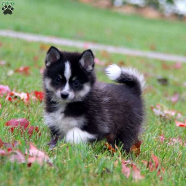 Brooke, Pomeranian Mix Puppy