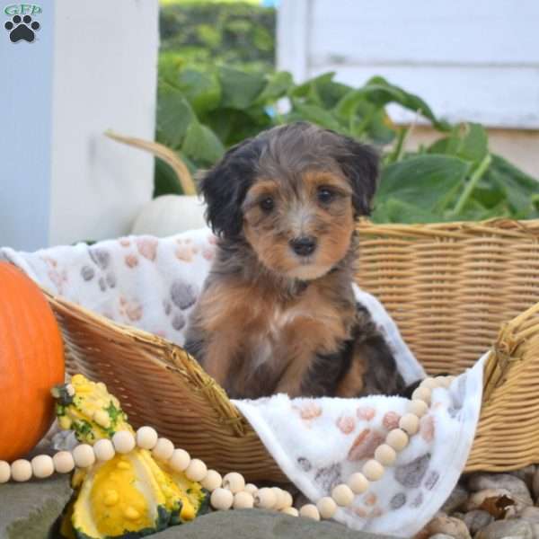 Brookie, Mini Bernedoodle Puppy