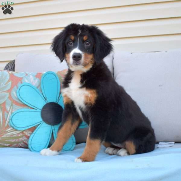 Brookie, Bernese Mountain Dog Puppy