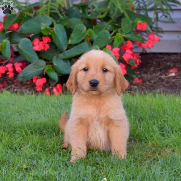 Brooklyn, Golden Retriever Puppy