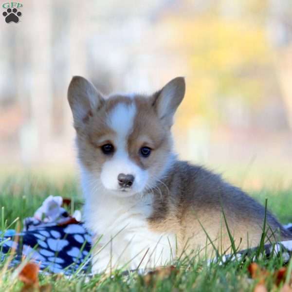 Bruce, Pembroke Welsh Corgi Puppy