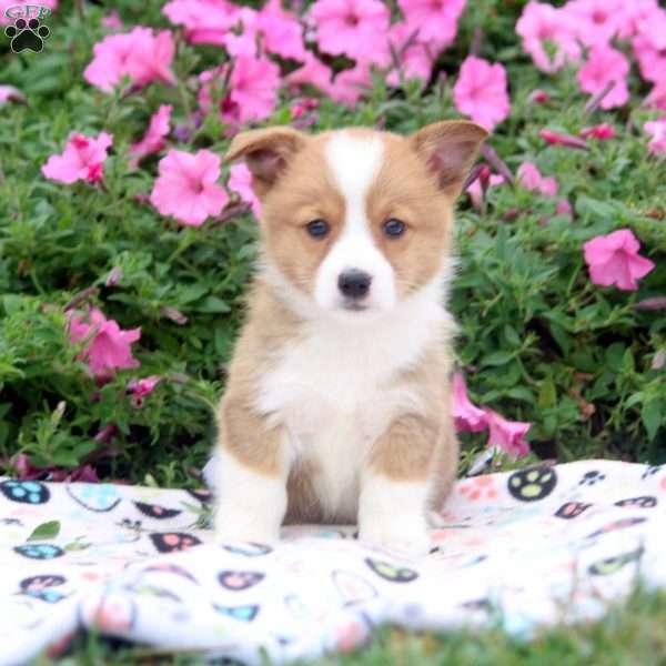 Bruce, Pembroke Welsh Corgi Puppy