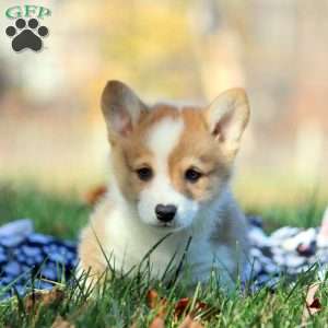 Bruce, Pembroke Welsh Corgi Puppy