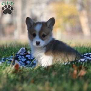 Bruce, Pembroke Welsh Corgi Puppy