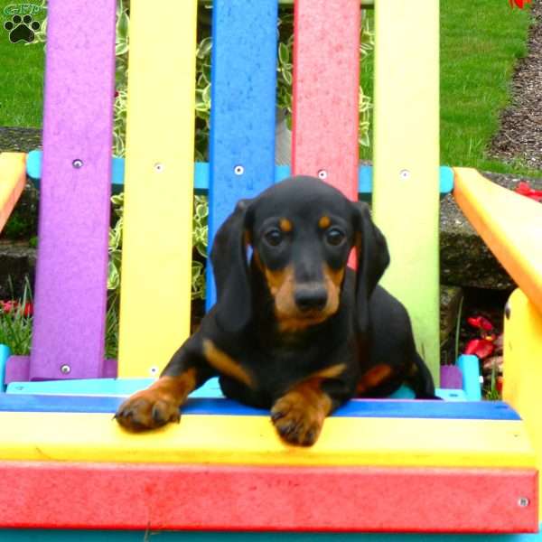 Bruno, Dachshund Puppy