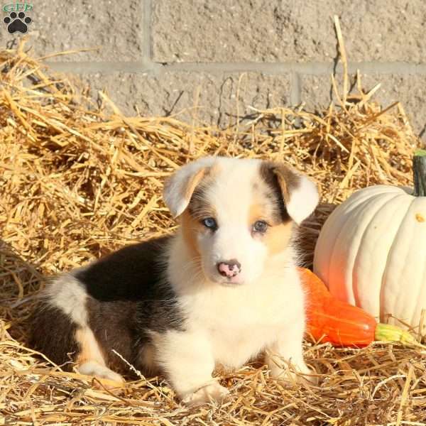 Bryce, Pembroke Welsh Corgi Puppy