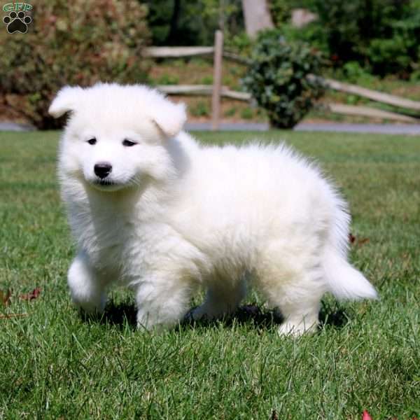 Bryce, Samoyed Puppy