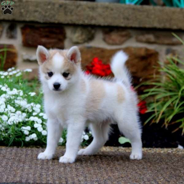 Bryce, Pomeranian Mix Puppy