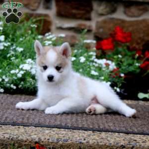 Bryce, Pomeranian Mix Puppy