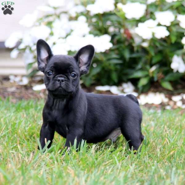 Bryson, French Bulldog Mix Puppy