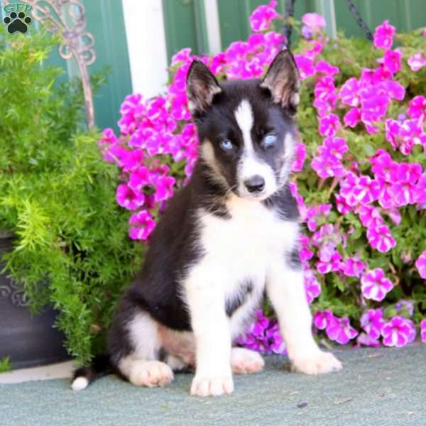 Bryson, Siberian Husky Mix Puppy