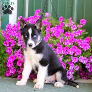 Bryson, Siberian Husky Mix Puppy