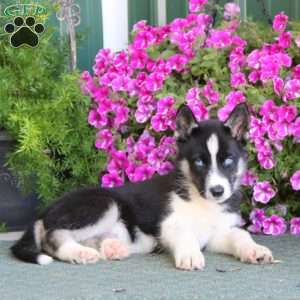 Bryson, Siberian Husky Mix Puppy