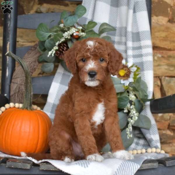 Bubbles, Mini Goldendoodle Puppy