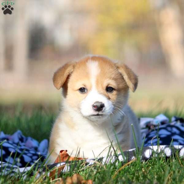 Bucky, Pembroke Welsh Corgi Puppy