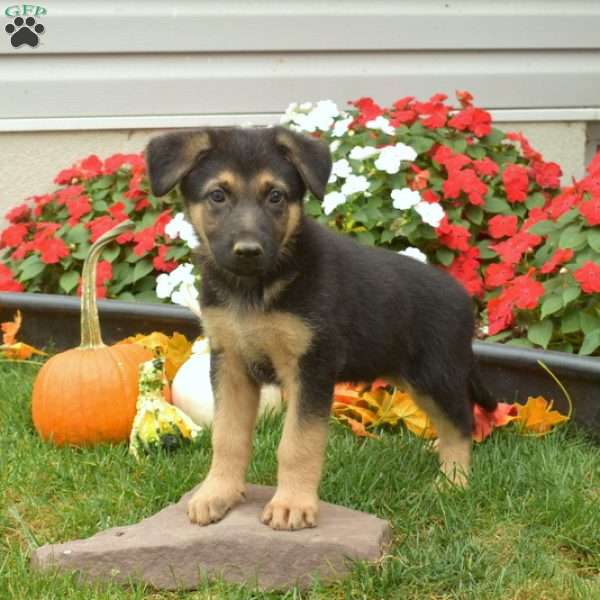 Buddy, German Shepherd Puppy