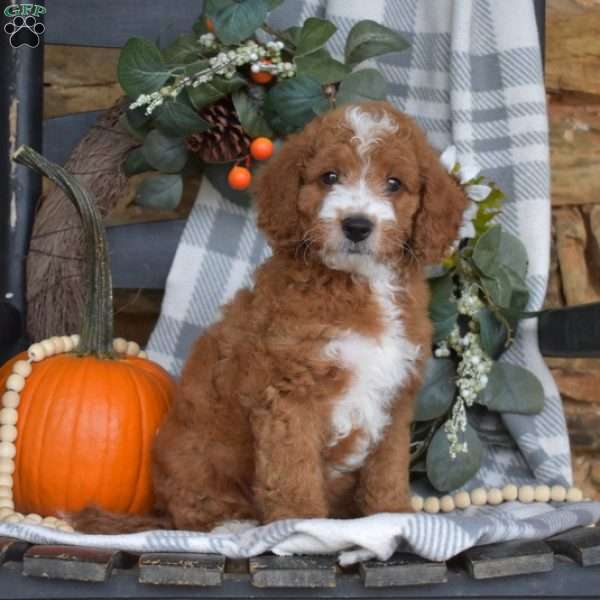 Buddy, Mini Goldendoodle Puppy