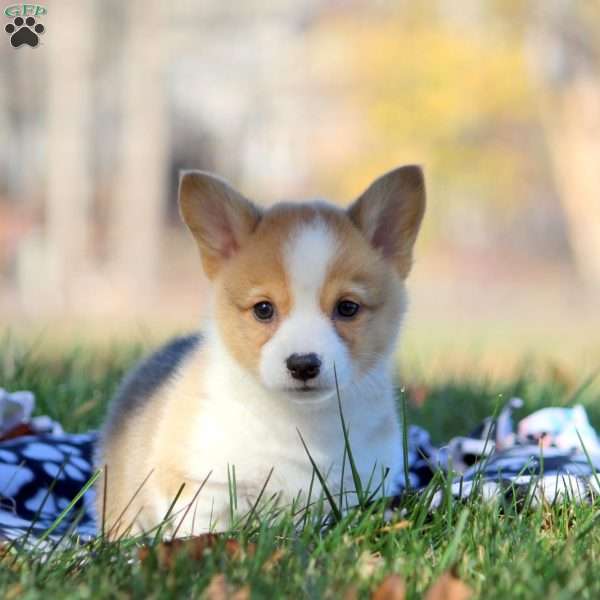 Buddy, Pembroke Welsh Corgi Puppy