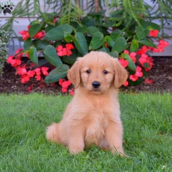 Buddy, Golden Retriever Puppy