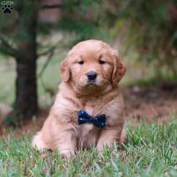 Buddy, Golden Retriever Puppy