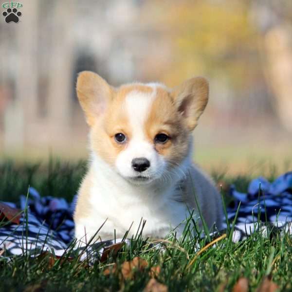 Buster, Pembroke Welsh Corgi Puppy