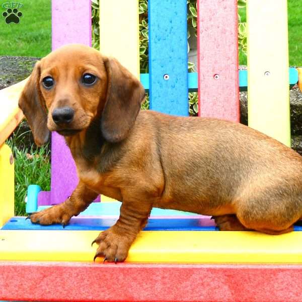 Butch, Dachshund Puppy