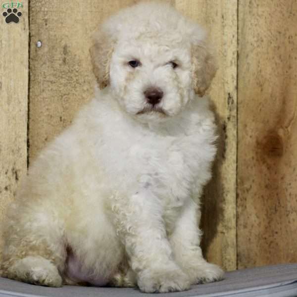 Arlin, Miniature Poodle Mix Puppy