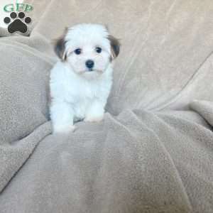 Cinnamon, Morkie / Yorktese Puppy