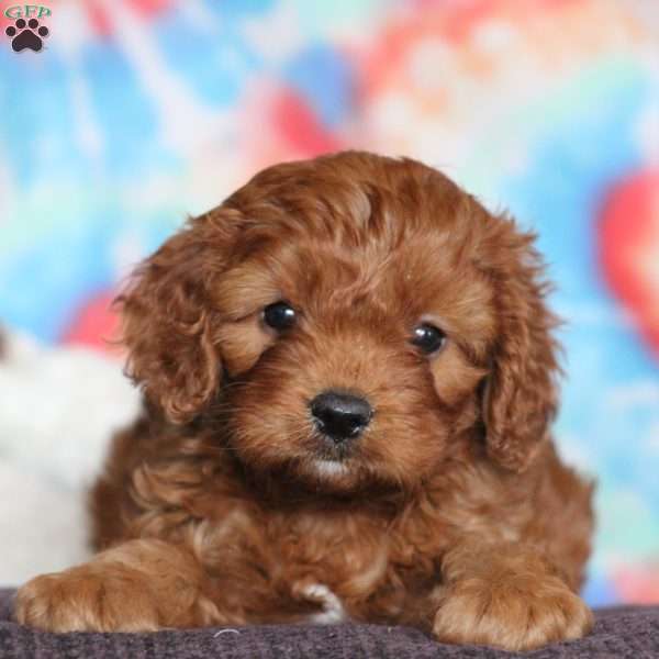 Trent, Cavapoo Puppy