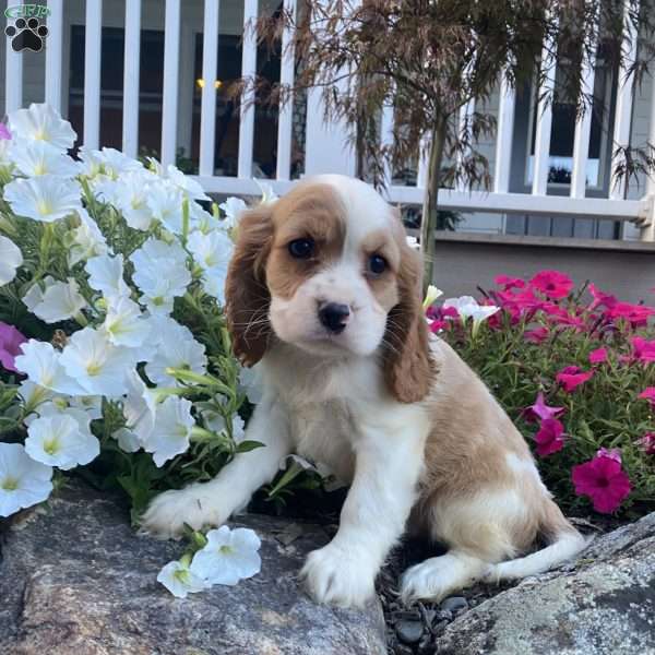 Sawyer, Cockalier Puppy