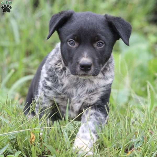 Trolly, Border Collie Mix Puppy