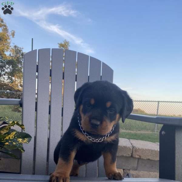 Ace, Rottweiler Puppy