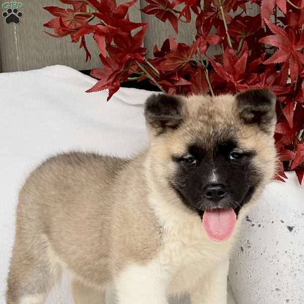 Charity, Akita Puppy