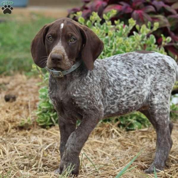 Maple, German Shorthaired Pointer Puppy