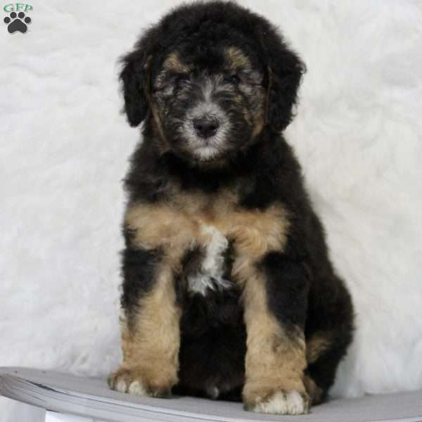 Austin, Miniature Poodle Mix Puppy